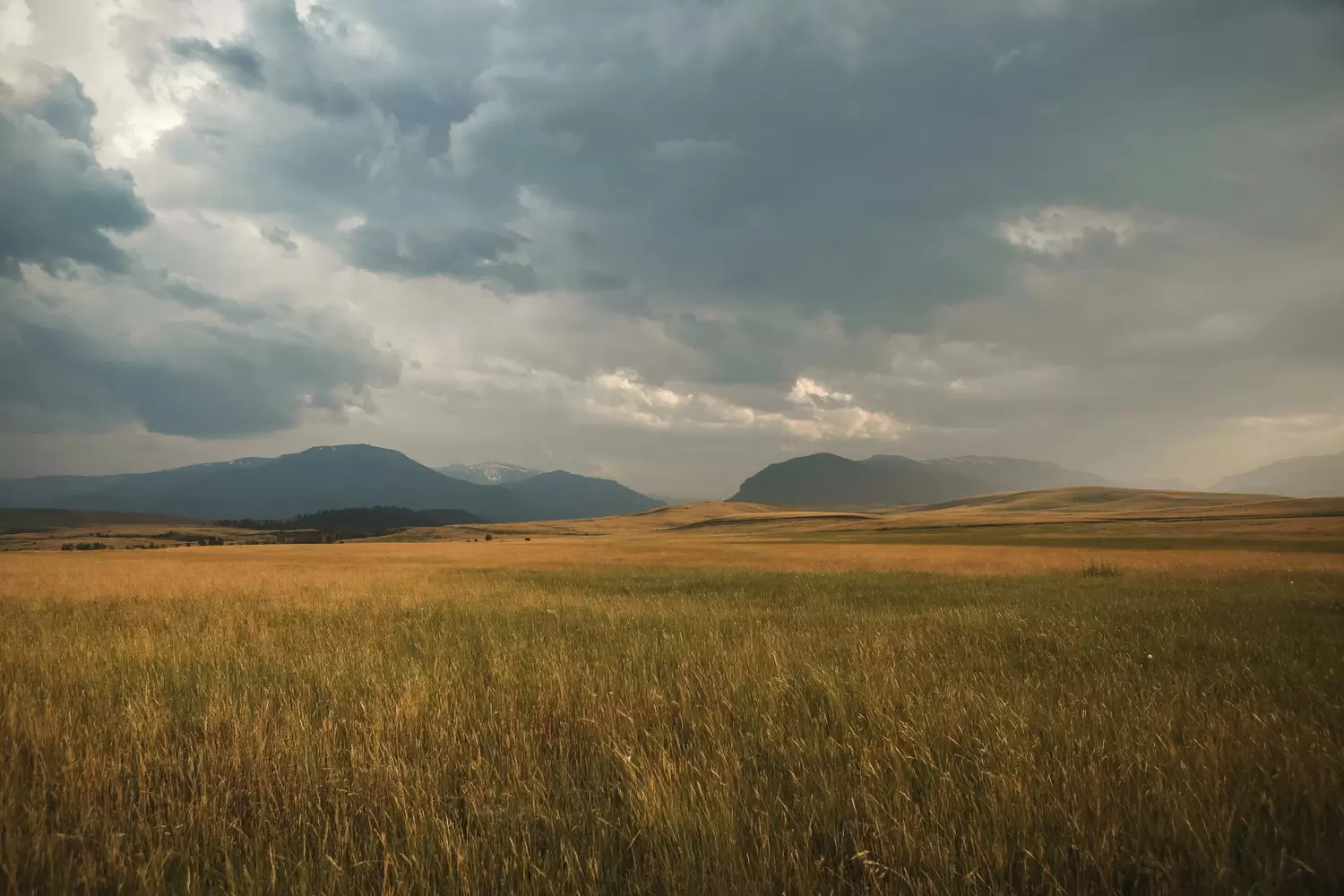 Golden grassland with mountains under a dramatic stormy sky